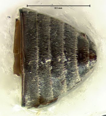 Media type: image;   Entomology 8222 Aspect: abdomen ventral view
